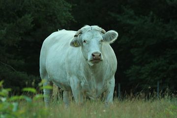 cow hilversum nature by Michel Knap