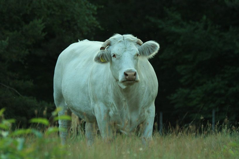 vache hilversum nature par Michel Knap