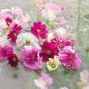 Weiche Cosmea Blume Porträt von Ineke VJ