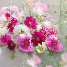 Portrait d'une fleur de Cosmea douce sur Ineke VJ