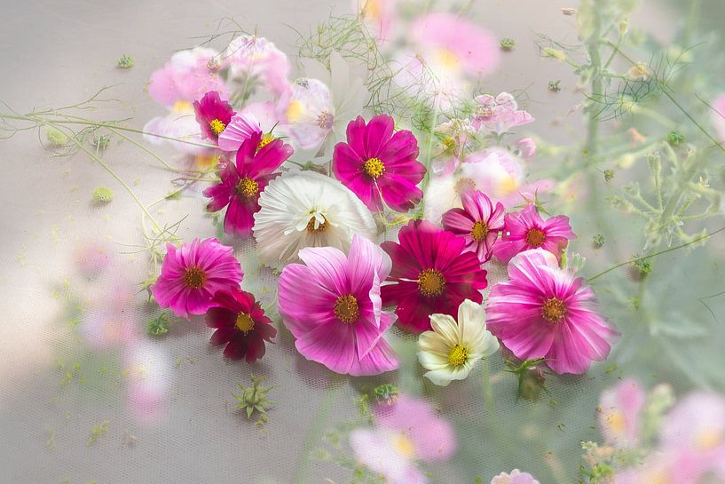 Soft Cosmea Flower Portrait by Ineke VJ