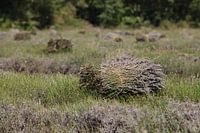 Lavendel oogst 2