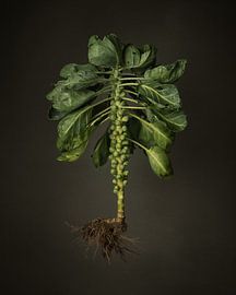 Seizoen groenten - Spruitjes uit volle grond