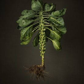 Gemüse der Saison - Feldsprossen von Mariska Vereijken
