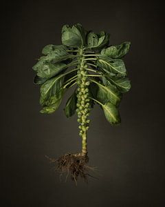 Gemüse der Saison - Feldsprossen