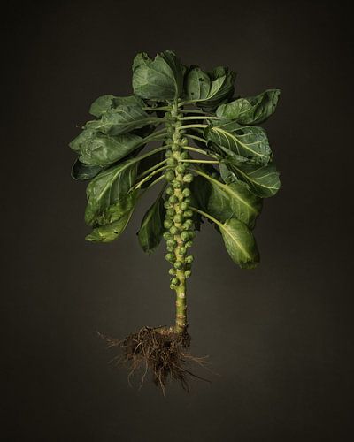 Gemüse der Saison - Feldsprossen