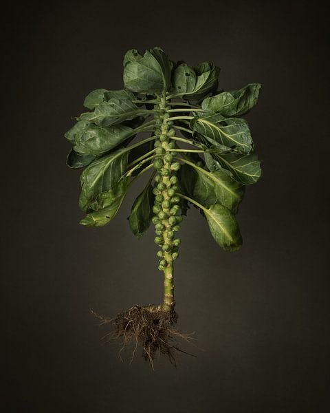 Seizoen groenten - Spruitjes uit volle grond