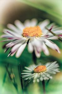 Gänseblümchen in der Frühlingssonne