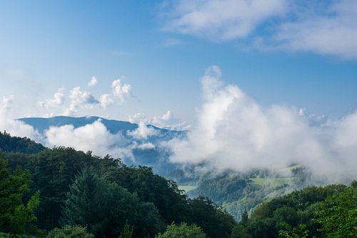 Atmosphère matinale dans la forêt noire vue aérienne sur les arbres