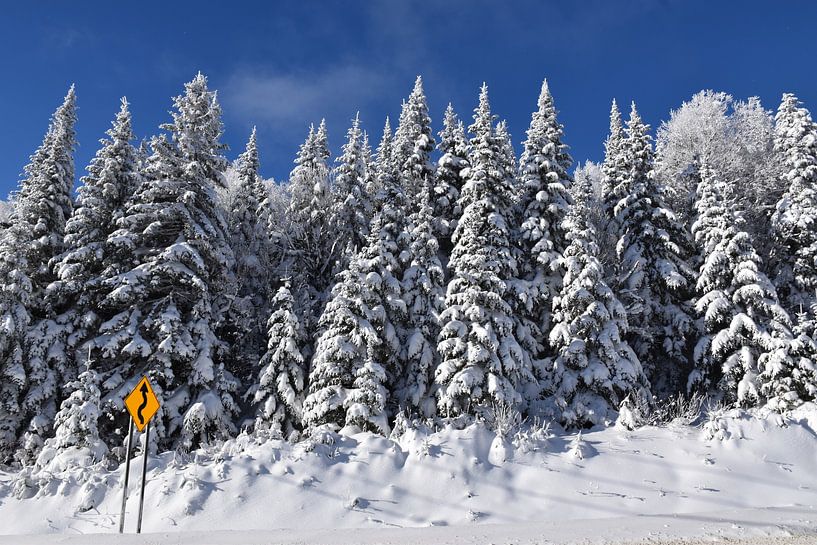 A snowy forest after the storm by Claude Laprise