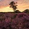 Lila Heidekraut unter orangefarbenem Sonnenuntergang von FotoBob