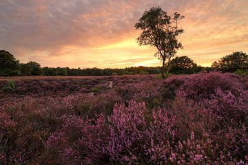 Purple heather under orange sunset by FotoBob