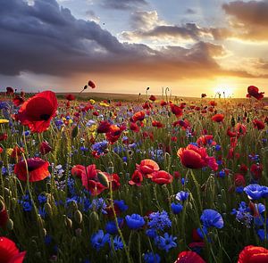Blick über ein Feld mit Mohnblumen