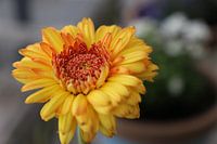 Being Yellow