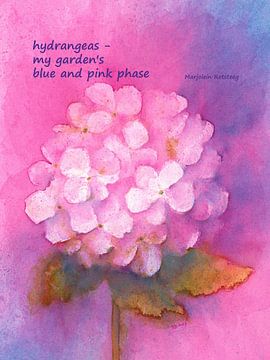 Hydrangeas haiku