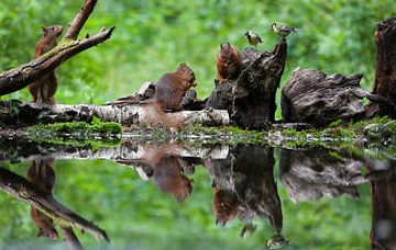 Red Squirrel sur Marcel Derweduwen