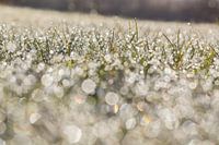 Early morning dew