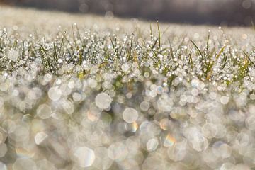 Early morning dew by Aiji Kley