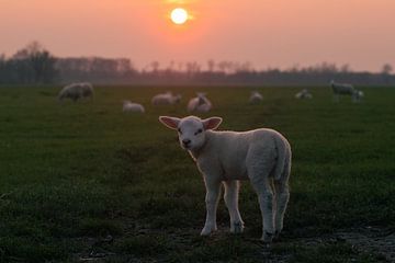 Lamb during sunset by Nynke Altenburg