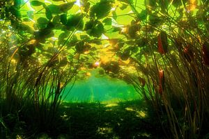 Water lily boulevard