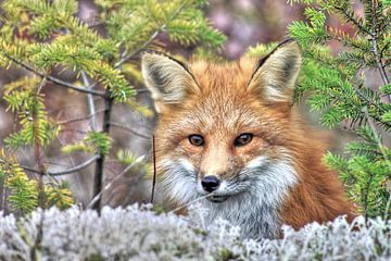 Portrait of a fox by Mario van Telgen