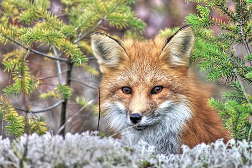 Portrait of a fox