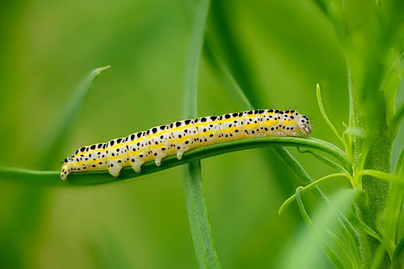 Side view of a caterpillar of the moth blue-headed diloba caeruleocephala on a leaf by Hans-Jürgen Janda