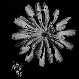 Central flower black and white by Arendina Photography