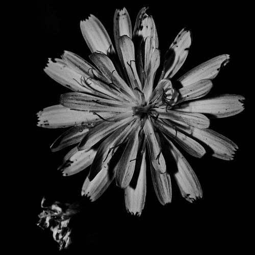 Centraal bloem zwart-wit