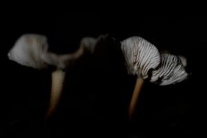 Champignons sur un fond sombre