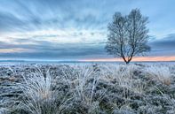 La lande de Ginkel en hiver par Sander Grefte Aperçu