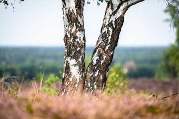 Heather and birch by Arthur de Rijke