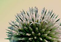 Distel