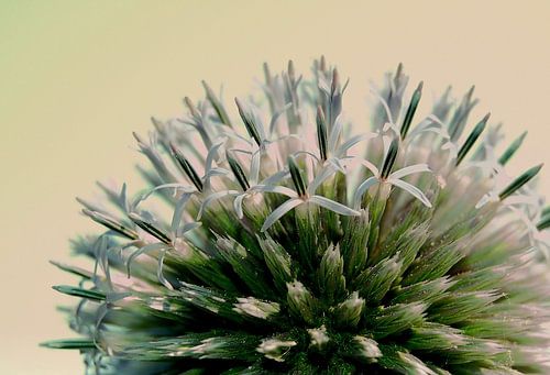Distel