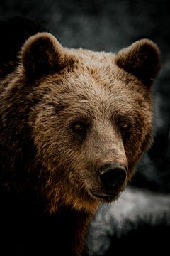 Ours brun sur van Veen Allround Photography