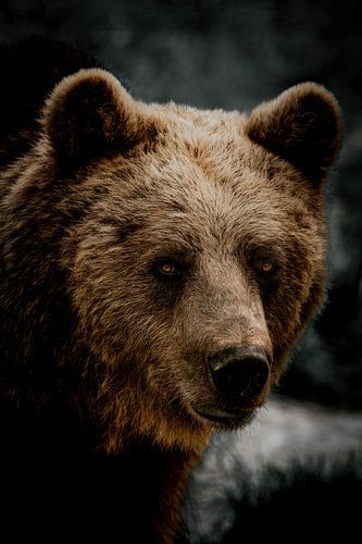 Braunbär von van Veen Allround Photography