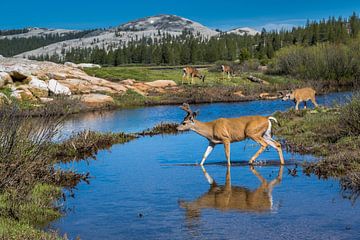 Deer in Yosemite by Peter Leenen