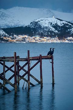 Winterlandschaft mit Geiern und alter Seebrücke auf Godøy, Ålesund, Norwegen von qtx