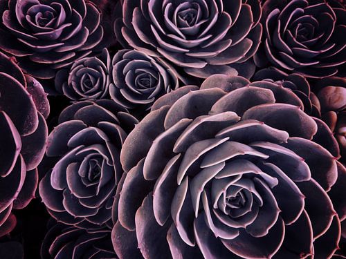 DARKSIDE OF SUCCULENTS I-A