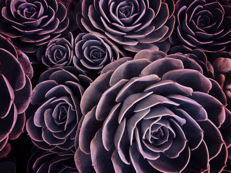 DARKSIDE OF SUCCULENTS I-A par Pia Schneider