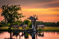Magnifique coucher de soleil avec des chevaux Konik