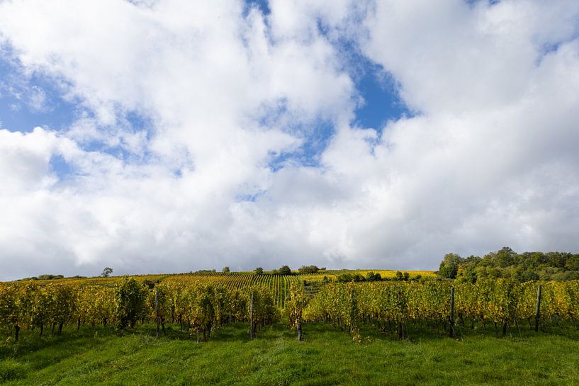 Les vignobles près de Molsheim (Alsace) au début de l'automne (3) par André Blom Fotografie Utrecht