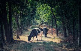 Landscape with grazing cows in the sunlight by jacky weckx