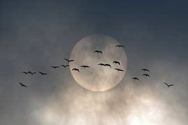 Flügel von Walter Caterina