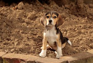 Beagle van Frank Smedts