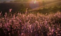 Heather Golden Hour Photo