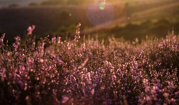 Heather Golden Hour Photo sur Roy Manuhutu