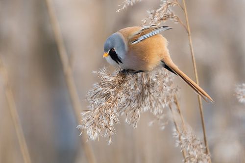 Baardmannetje op een koude winterdag.