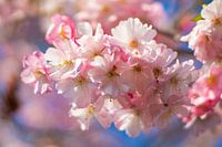 Roze bloesem