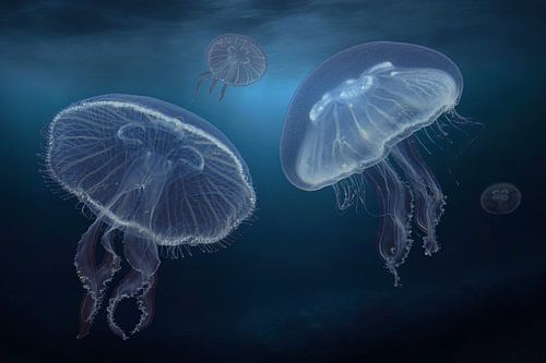 Méduse de l'oreille (Aurelia aurita)